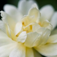 cream flower